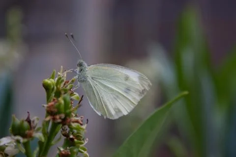 Butterlfy Stock Photos