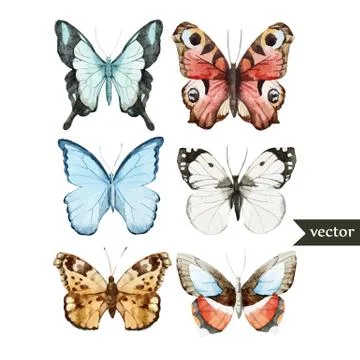 Butterly set Stock Illustration