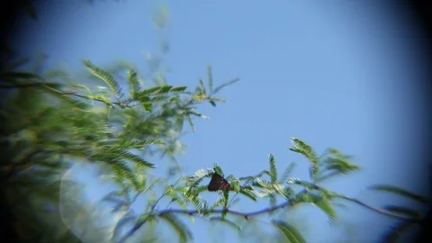 Butterly on Tree Branches Against Wind MVI 4155 Video stock 98571070