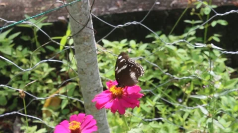 Butternfly on flower Stock Footage 260257688
