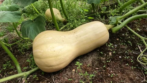 Butternut Pumpkin  Growing Stock Footage 227883337