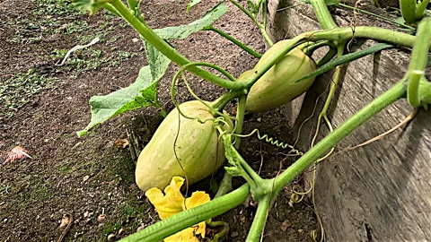 Butternut Pumpkins Growing Stock Footage 236830546