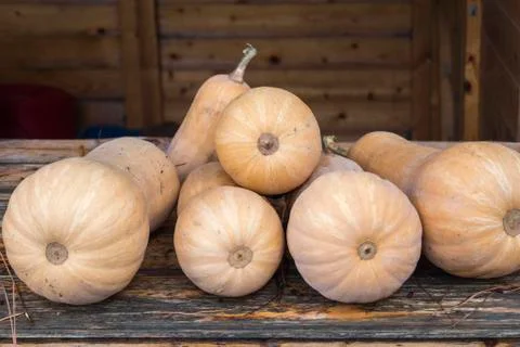 Butternut Pumpkins Foto stock