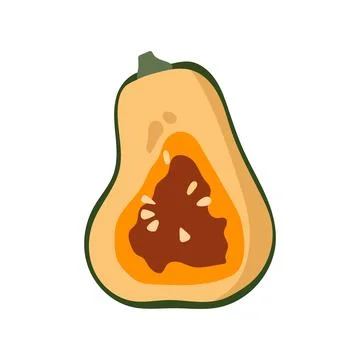 Butternut squash cut vector illustration slice vegetable autumn harvest food Stock Illustration