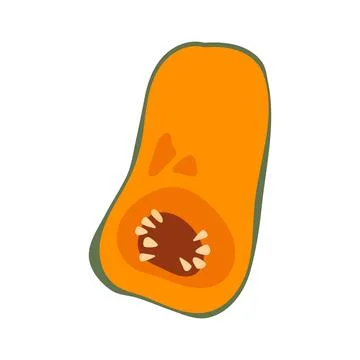 Butternut squash cut whole vector illustration autumn harvest vegetable isola Stock Illustration