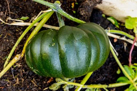 Butternut squash in the fall grown in an organic vegetable garden Stock Photos