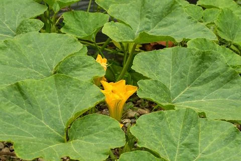 Butternut Squash Flower Stock Photos