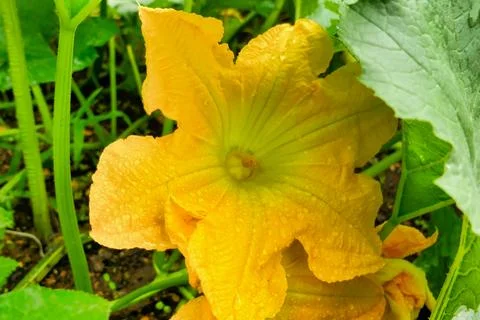 Butternut Squash Flower. Stock Photos