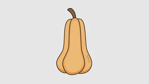 Butternut squash Stock Footage 337305334