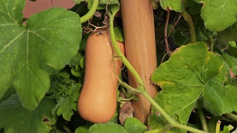 A butternut squash growing on a vine. Stock Footage 313598437