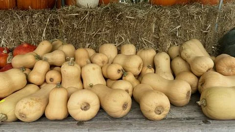 Butternut squash heap on rustic table autumn harvest vegetables farm Stock Photos