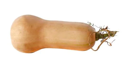 Butternut squash Stock Photos