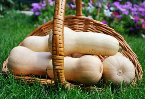 Butternut squash Stock Photos