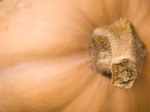 Butternut squash Stock Photos