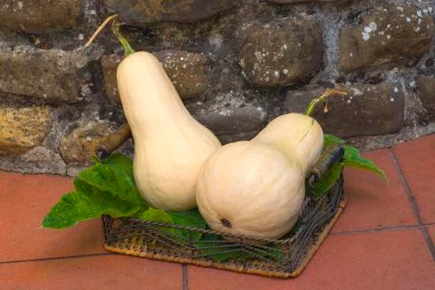 Butternut squash Stock Photos
