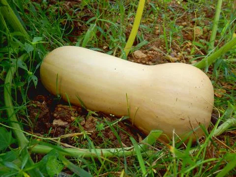 Butternut Squash Stock Photos