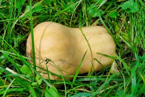 Butternut Squash. Stock Photos