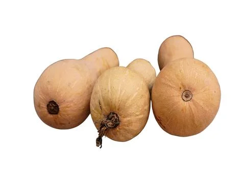 Butternut Squash Stock Photos