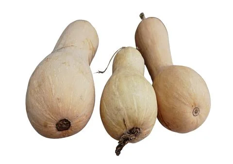Butternut Squash Foto stock