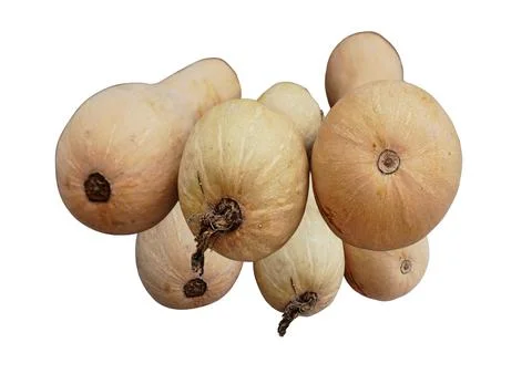 Butternut Squash Stock Photos