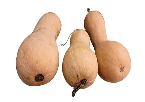 Butternut Squash Stock Photos