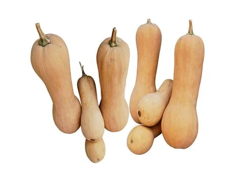 Butternut Squash Stock Photos