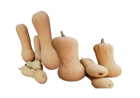 Butternut Squash Stock Photos