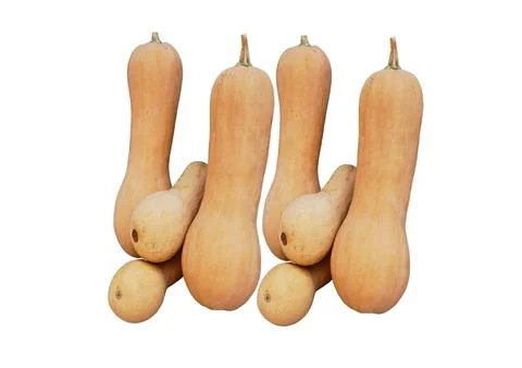 Butternut Squash Foto stock