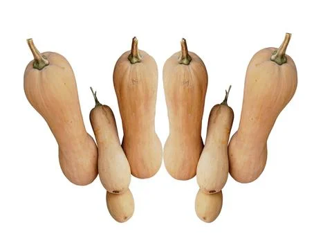 Butternut Squash Stock Photos