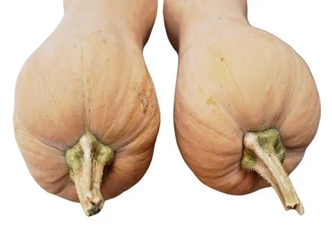 Butternut Squash Stock Photos