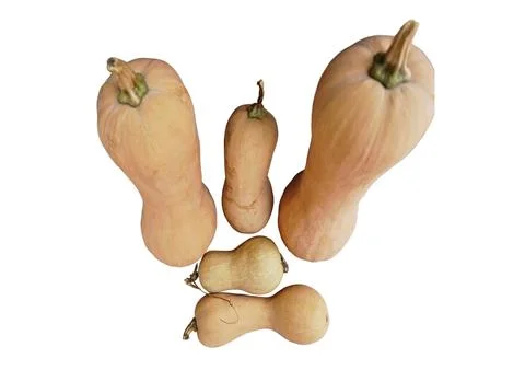 Butternut Squash Stock Photos