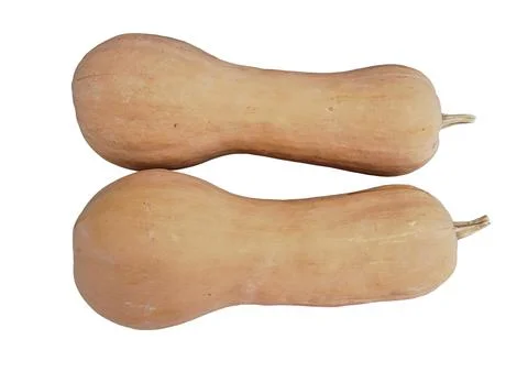Butternut Squash Stock Photos