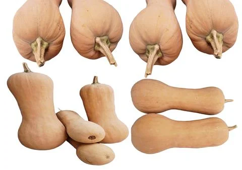 Butternut Squash Stock Photos