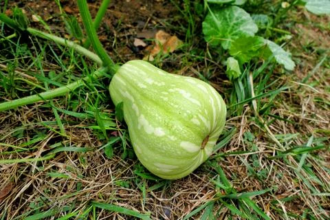 Butternut Squash. Stock Photos