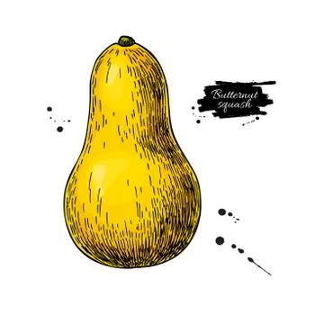 Butternut squash vector drawing. Isolated vegetable  illustratio Stock Illustration