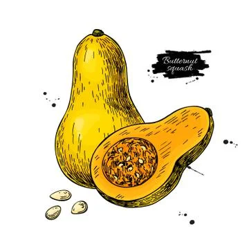 Butternut squash vector drawing. Isolated vegetable Stock Illustration
