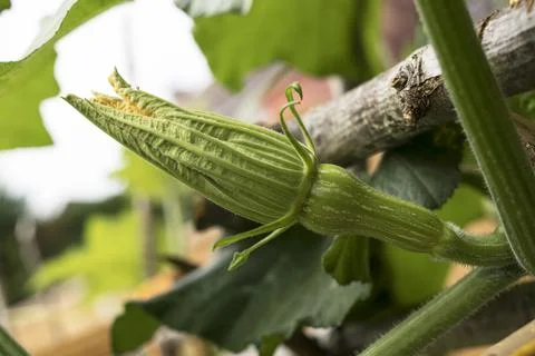 Butternut Squosh bud Foto stock