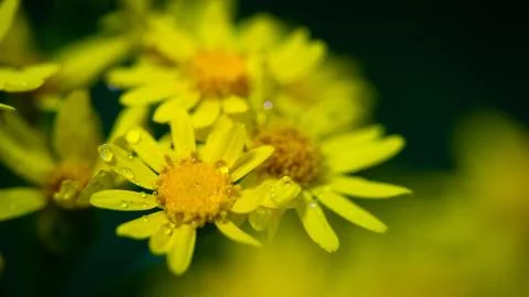 Butterweed 스톡 사진