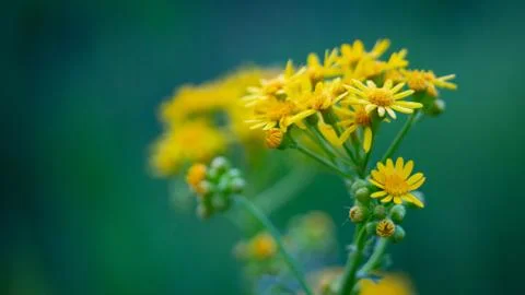 Butterweed 스톡 사진