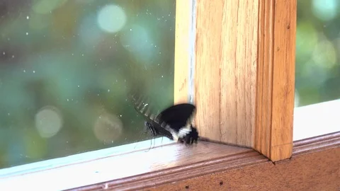 Buttlefly Video stock 91883328