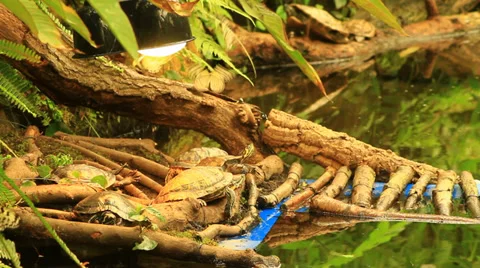 Buttleflys and turtles Stock Footage 39489421