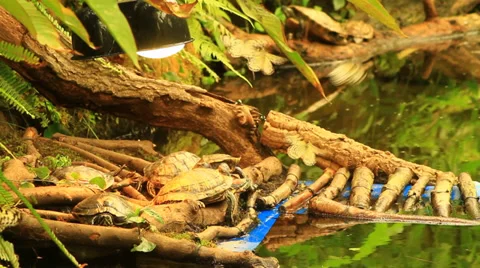 Buttleflys and turtles Stock Footage 39489438