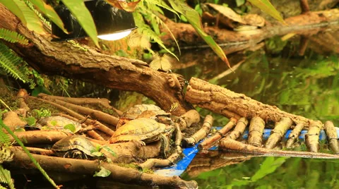 Buttleflys and turtles Stock Footage 39489453