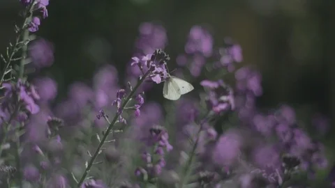 Buttlerlfy moving between flowers Stock Footage 91375919
