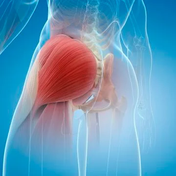 Buttock muscles; artwork Stock Illustration