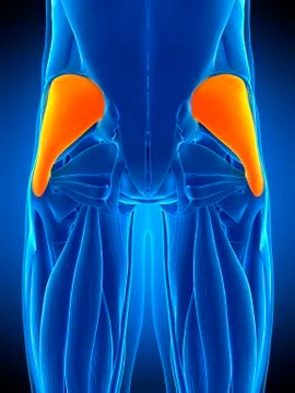 Buttock muscles, illustration Stock Illustration