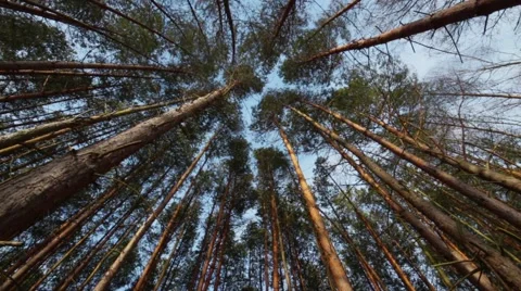 Buttom shot to tree top inside stormy coniferous forest Stock Footage 47222577