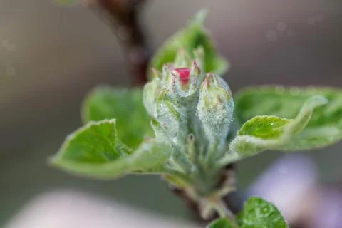 Button of apple tree Stock Photos