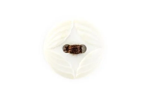 Button with brown thread on white background Stock Photos
