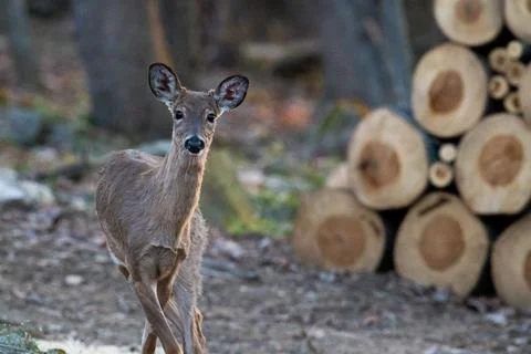 Button buck with crossed legs Stock Photos